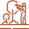Person trimming tree branches with saw.